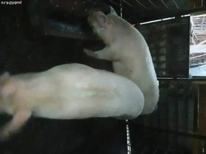 vand porci  - imagine 2