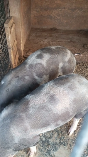 Porci de vânzare.... - imagine 4