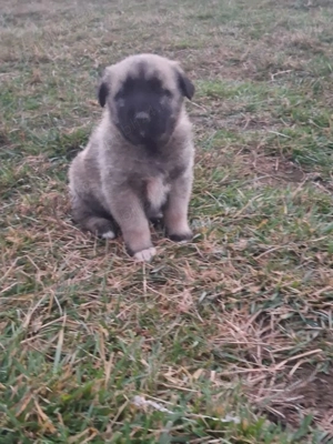 Vand catei superbi - imagine 2