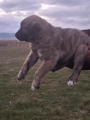 Vand catei superbi - imagine 6