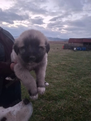 Vand catei superbi - imagine 5