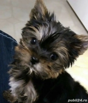 Yorkshire terrier talie mica 