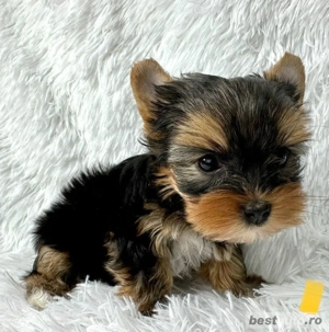 Yorkshire terrier talie mica - imagine 2