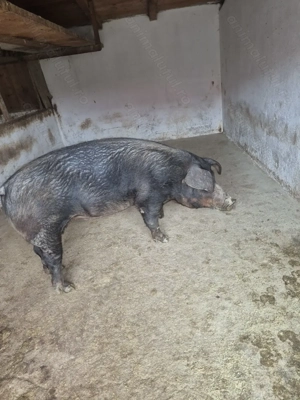 Vând porci grași - imagine 3