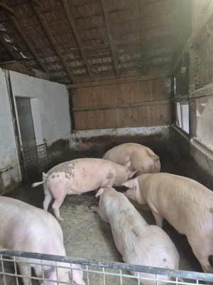 Vând porci grași - imagine 2