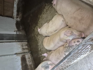 Vând porci grași - imagine 4