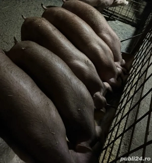 Vand scrofițe duroc pur