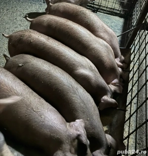 Vand scrofițe duroc pur - imagine 2
