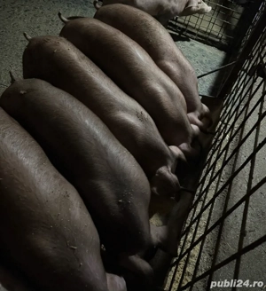 Vand scrofițe duroc pur - imagine 3