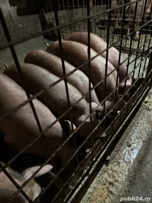 Vand scrofițe duroc pur - imagine 4