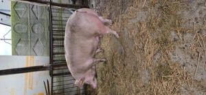 Vând scroafe  - imagine 3