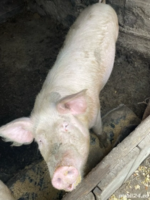 Porci1.... - imagine 3