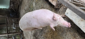 Vând scroafe  - imagine 2