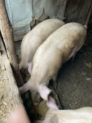 Porci1.... - imagine 2