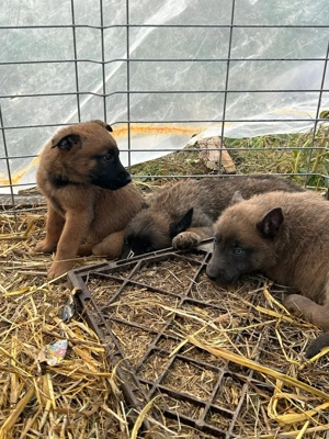 catei belgian malignois