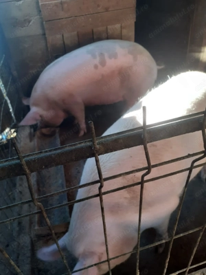 Pentru Crăciun !  - imagine 4