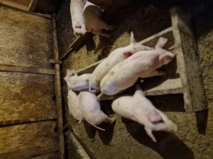 Vand purceluși porci purcei - imagine 3