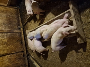 Vand purceluși porci purcei - imagine 4