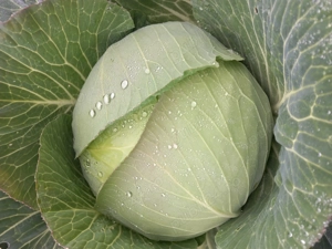 Varză plată și rotund 