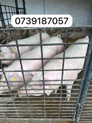 Vând porci  - imagine 2