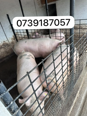 Vând porci 