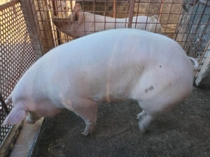 Vand porc  - imagine 2