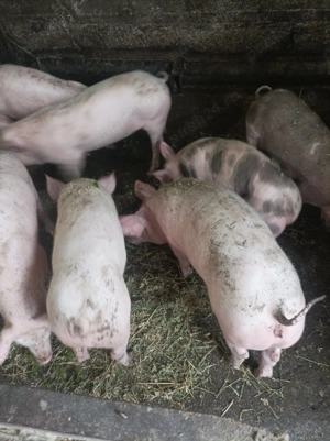 Porci de vanzare - imagine 3