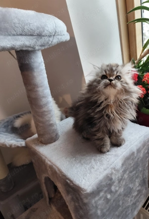 Persană tricoloră  caută  stăpân iubitor 