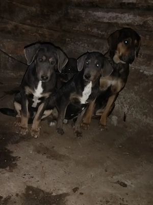 Vând femela cu 3 pui de vânătoare  - imagine 2