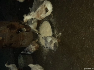 de vinzare  - imagine 2