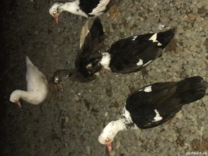 de vinzare  - imagine 4