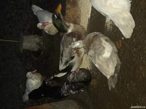 de vinzare  - imagine 5