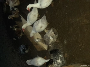 de vinzare  - imagine 3