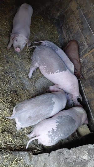 5 purcei de 12 săptămâni  - imagine 2