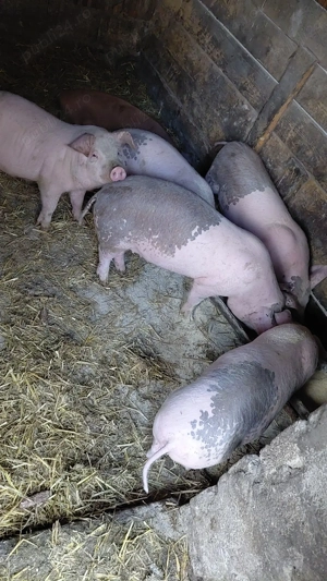 5 purcei de 12 săptămâni 