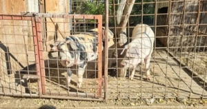 Vand 2 porci- Suseni Arges- Negociabil