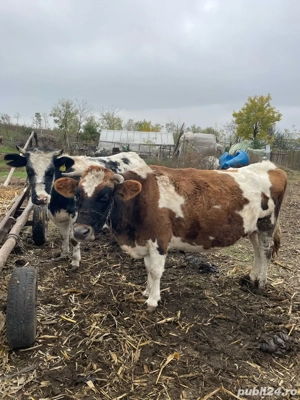 Vaci 111111 - imagine 2