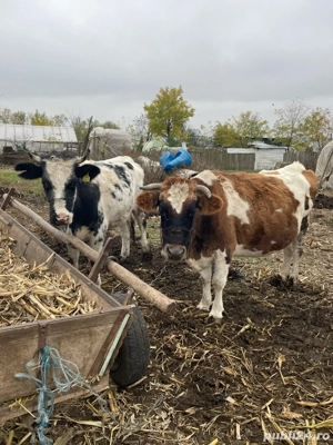 Vaci 111111 - imagine 3