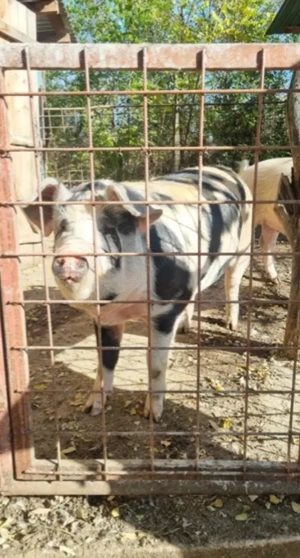 Vand 2 porci- Suseni Arges- Negociabil - imagine 4