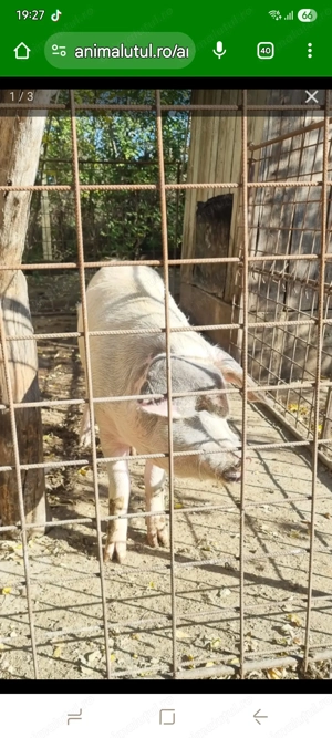 Vand 2 porci- Suseni Arges- Negociabil - imagine 5