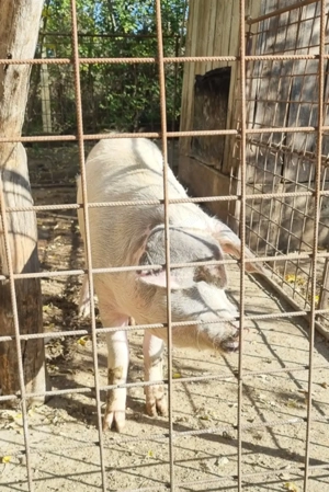 Vand 2 porci- Suseni Arges- Negociabil - imagine 2