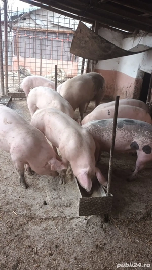 vand porci  - imagine 2