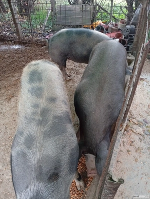 de sarbatori - imagine 2