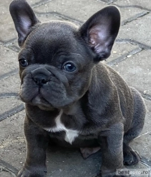 buldog Francez 