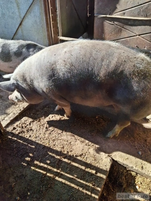 Porci de vanzare - imagine 2