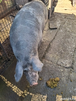 Porci de vanzare - imagine 3