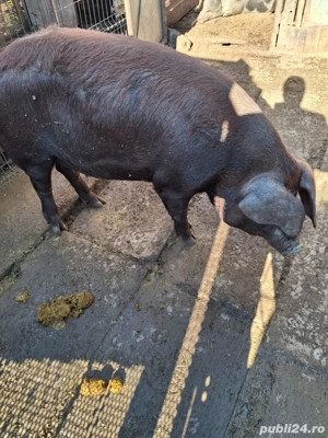Porci de vanzare - imagine 5
