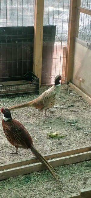 Fazan formozan deosebit  - imagine 4