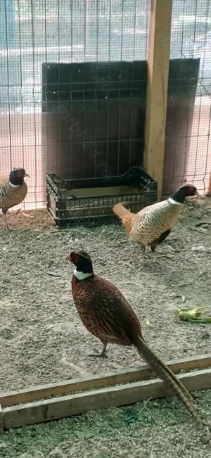 Fazan formozan deosebit  - imagine 5