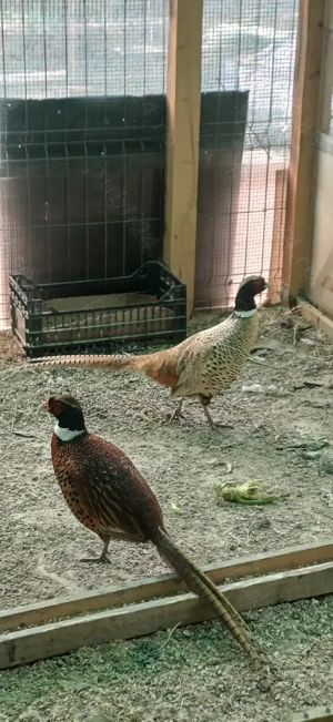 Fazan formozan deosebit 